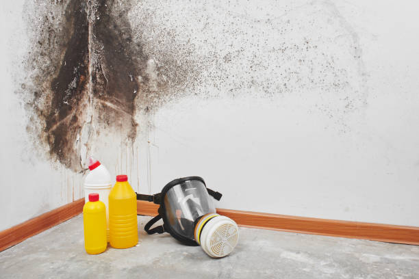Best Fast Mold Removal  in Bohners Lake, WI