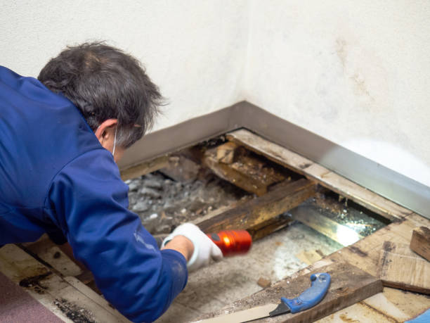 Best Crawl Space Mold Removal  in Bohners Lake, WI