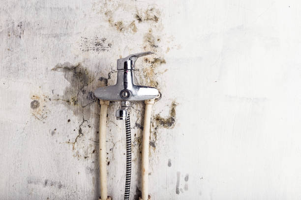 Best Commercial Mold Removal  in Bohners Lake, WI