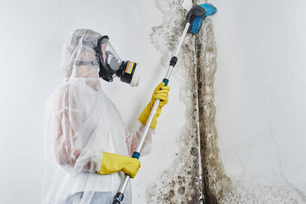 Best Residential Mold Removal  in Bohners Lake, WI