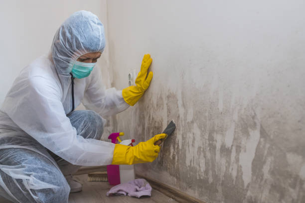 Best Best Mold Removal Companies  in Bohners Lake, WI