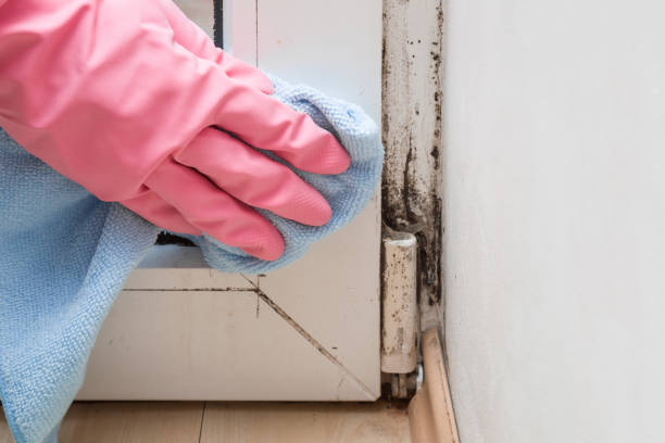 Best Attic Mold Removal  in Bohners Lake, WI